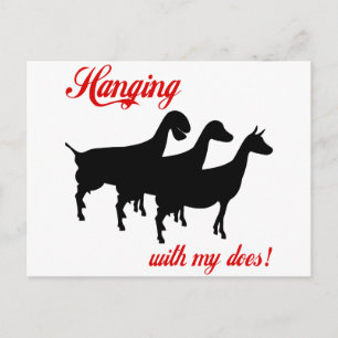 Cartão Postal Cabras leiteiras