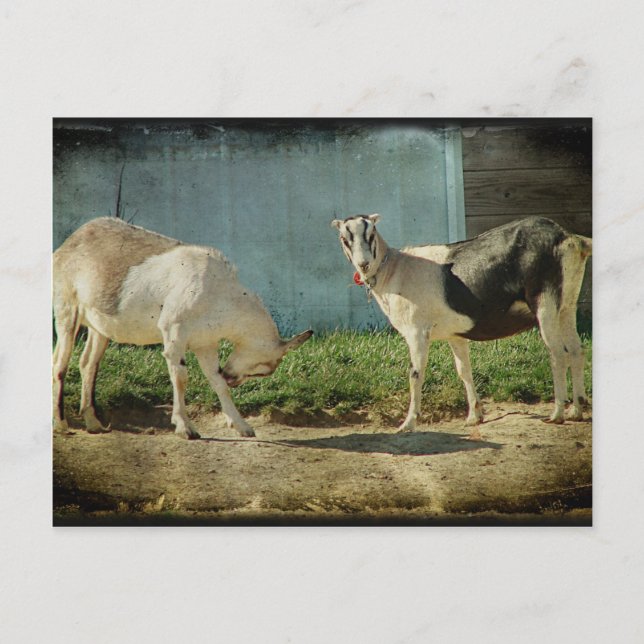Cartão Postal Cabras leiteiras (Frente)
