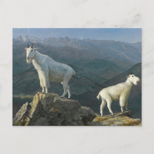 Cartão Postal Cabras Montesas por Albert Bierstadt