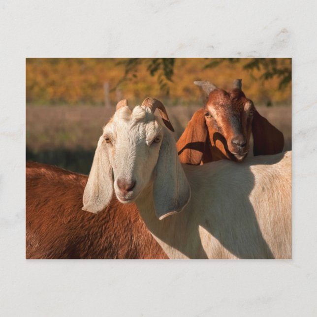 Cartão Postal cabras nubianas (Frente)