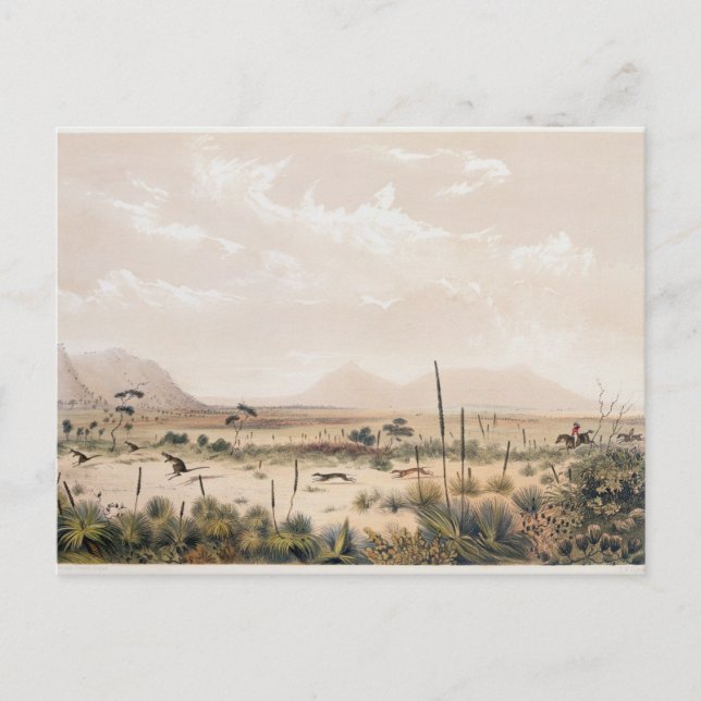 Cartão Postal Caça ao Canguru (Frente)