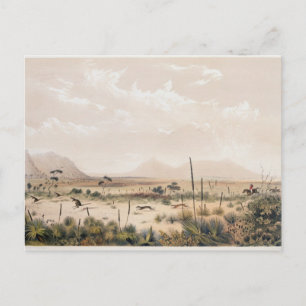 Cartão Postal Caça ao Canguru