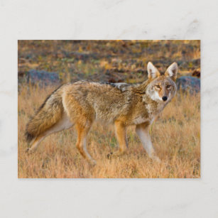 Cartão Postal Caça ao Coyote (Canis Latrans)