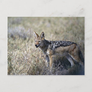 Cartão Postal Caça ao Jackal