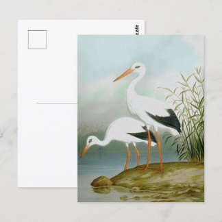 Cartão Postal Caça branca, Ilustrações de Aves