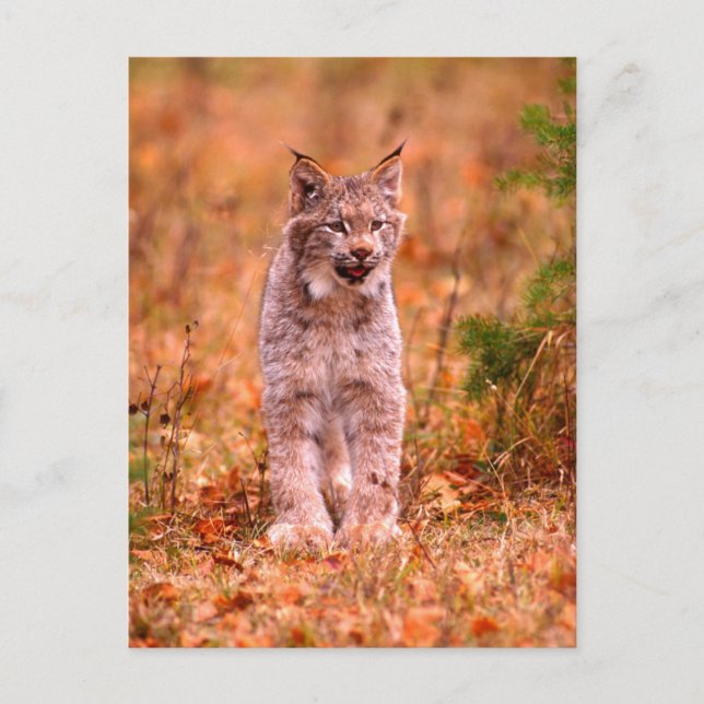 Cartão Postal Caça de Lince | Floresta de Outono (Frente)