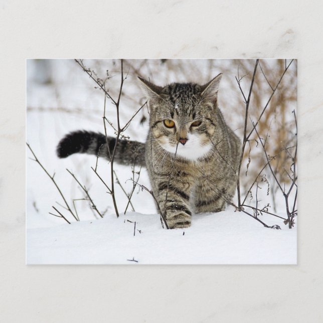 Cartão Postal Caça de Tabby Cat na Neve (Frente)
