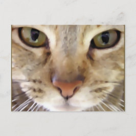 Cartão Postal Caçador