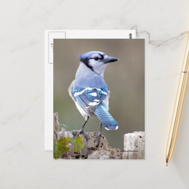 Cartão Postal Caçador de Jay Azul-Cinto no Treestump (Frente/Verso In Situ)