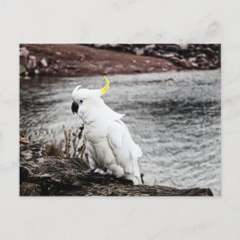 Cartão Postal Cacatua-de-crista-amarela
