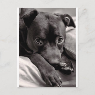 Cartão Postal Cachorrinho