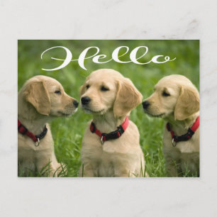 Cartão Postal Cachorrinho Fofinho Amante do Golden Retriever Olá