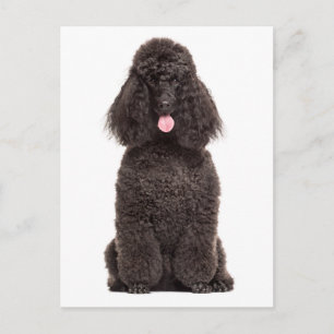 Cartão Postal Cachorrinho Fofinho Amor Te Misse Olá Poodle Preto
