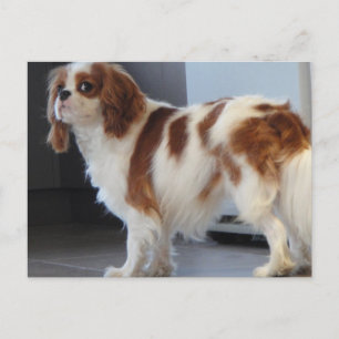 cartão postal cachorrinho fofo Cavalier King Charl