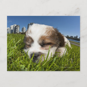 Cartão Postal Cachorrinho fofo no parque, Vancouver, BC, Canadá.