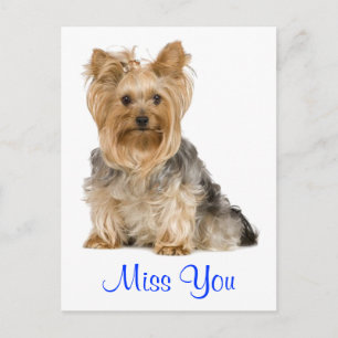 Cartão Postal Cachorrinho Yorkshire Terrier Você Está Me Fazendo
