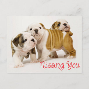 Cartão Postal Cachorrinhos de Bulldog Inglês que você sente falt