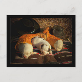 Cartão Postal Cachorrinhos de Cowboy Cansados