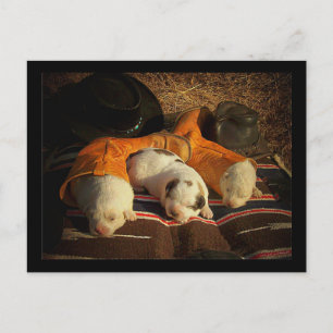Cartão Postal Cachorrinhos de Cowboy Cansados