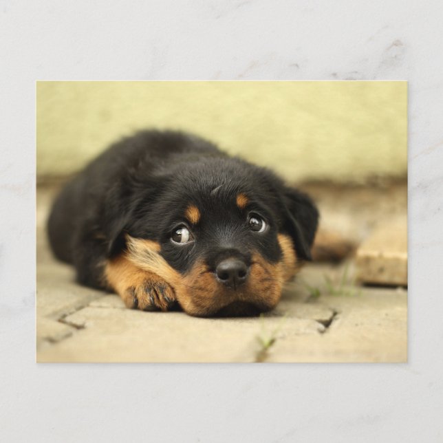 Cartão Postal Cachorro (Frente)