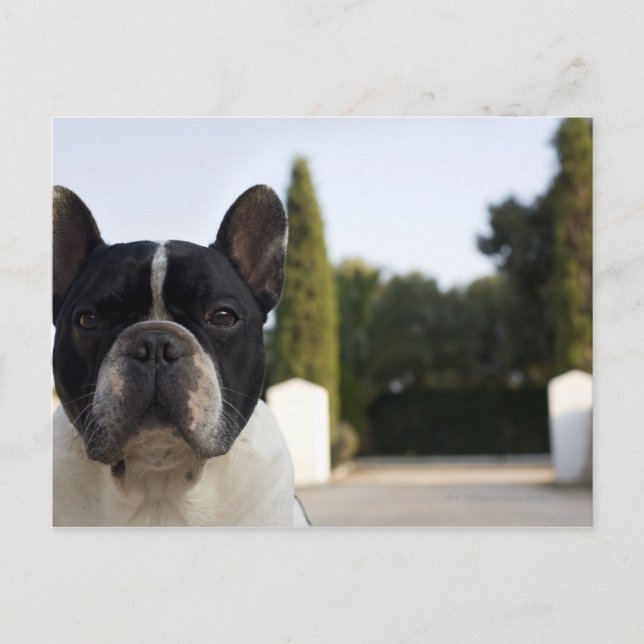 Cartão Postal Cachorro à entrada (Frente)