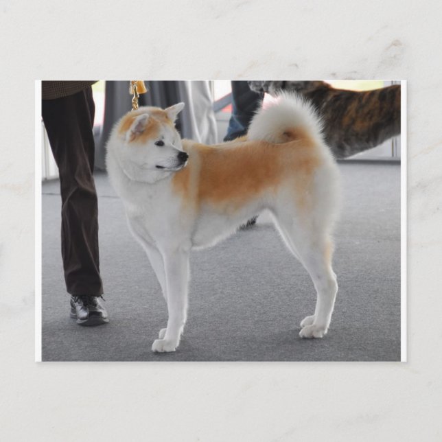 Cartão Postal Cachorro Akita Inu Em Um Show De Cachorros (Frente)