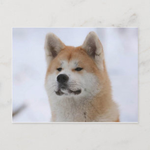 Cartão Postal Cachorro Akita Inu Que Parece Sério