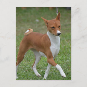 Cartão Postal Cachorro Basenji