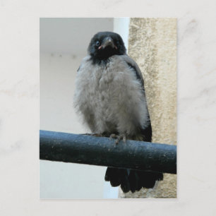 Cartão Postal Cachorro-bebê