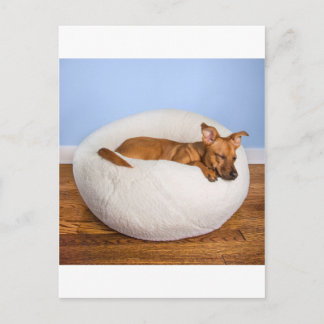 Cartão Postal Cachorro bonito