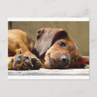 Cartão Postal Cachorro bonito
