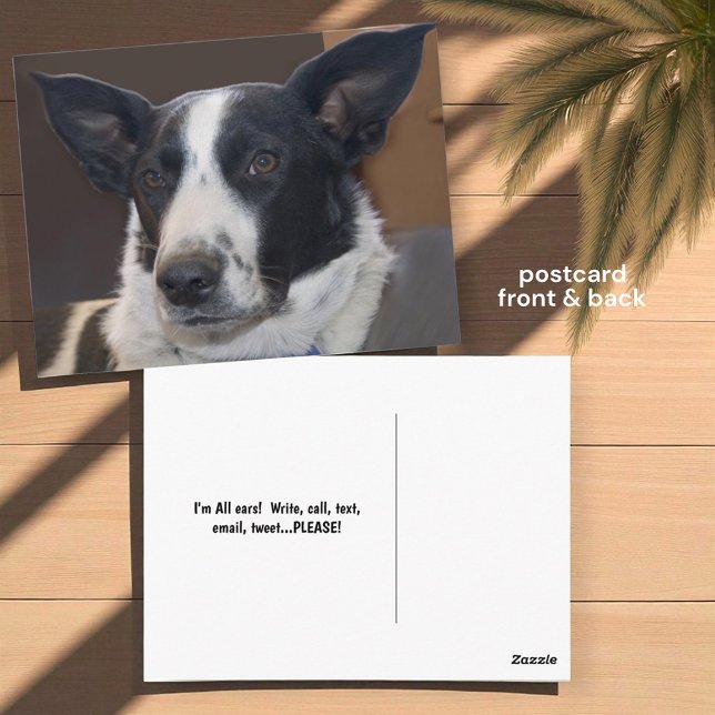 Cartão Postal Cachorro Border Collie Orelhas Perky Foto de Sauda (front and back postcard insitu)
