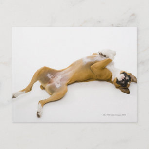 Cartão Postal Cachorro boxer deitado de costas no chão