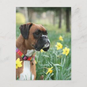 Cartão Postal Cachorro Boxer em Daffodils