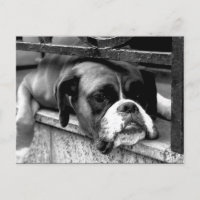 Cachorro Boxer no parapeito da janela pca