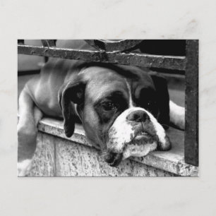 Cartão Postal Cachorro Boxer no parapeito da janela pca