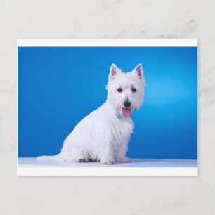 Cartão Postal Cachorro Branco da Highland Ocidental