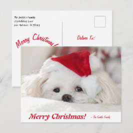Cartão Postal Cachorro branco liso Maltês Cachorro branco num ch