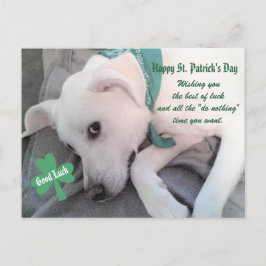 Cartão Postal Cachorro Branco Preguiçoso Vestindo Shamrock Verde