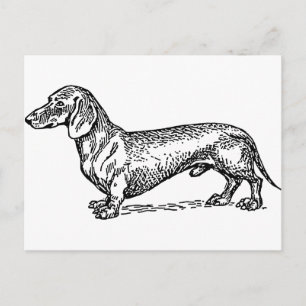 Cartão Postal Cachorro-branco-preto