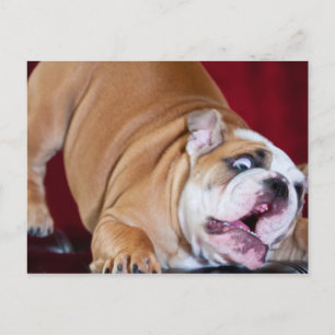 Cartão Postal Cachorro Bulldog Inglês