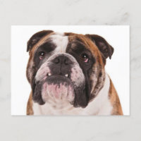 Cachorro-Cachorro Inglês - Olá, Senhorita Você, Va