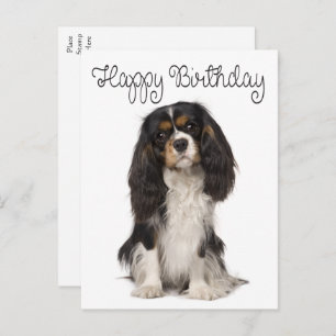 Cartão Postal Cachorro Cavalier Rei Charles Spaniel Aniversário