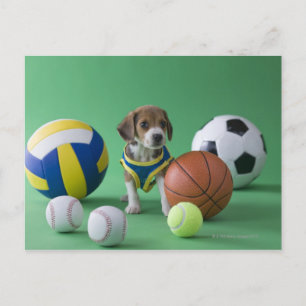 Cartão Postal Cachorro cercado por bolas esportivas