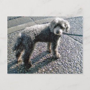 Cartão Postal Cachorro chamado Louis Postcard