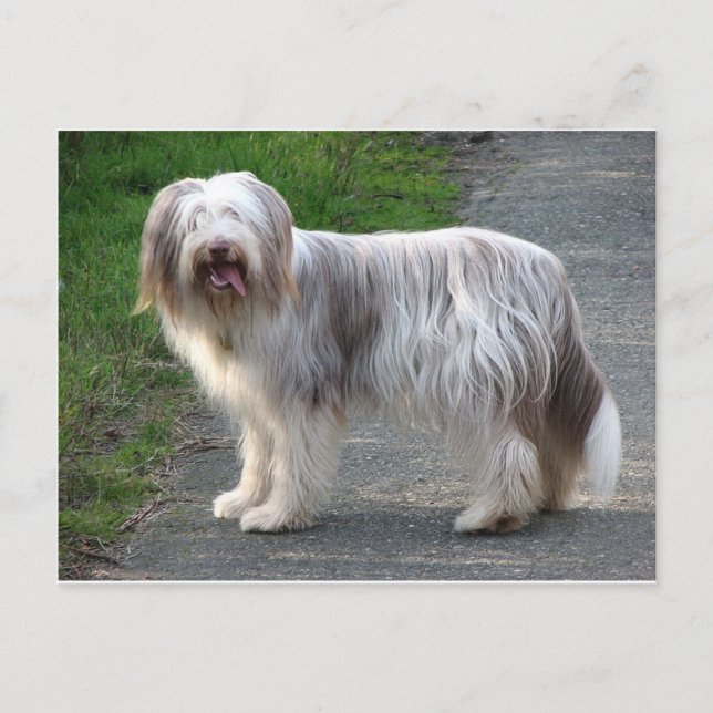 Cartão Postal Cachorro Collie (Frente)