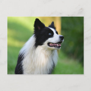Cartão Postal Cachorro Collie de Borda Negra