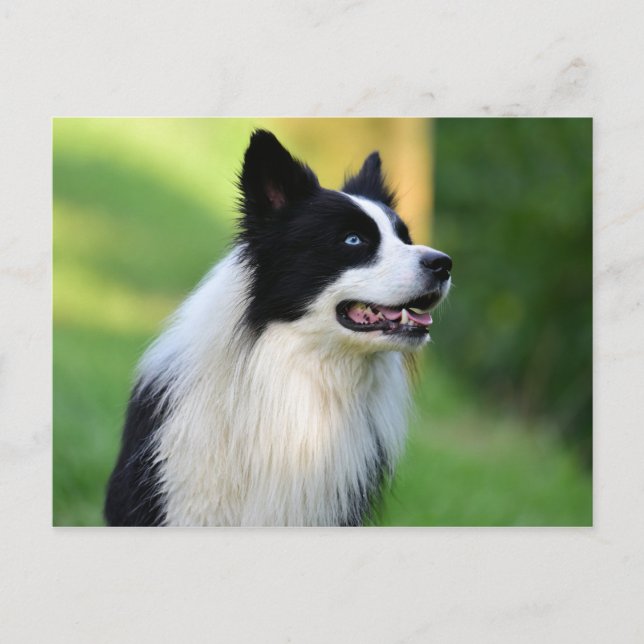 Cartão Postal Cachorro Collie de Borda Negra (Frente)