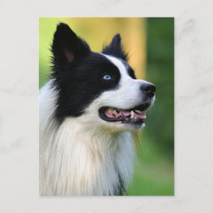 Cartão Postal Cachorro Collie de Borda Negra