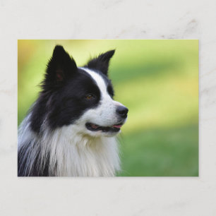 Cartão Postal Cachorro Collie de Borda Negra